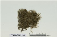 藏品(絹苔屬)的圖片